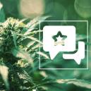 Sortenrezension: White Russian