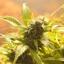 Unsere Top 10 der besten autoflowering Sorten für den Anbau im Freien