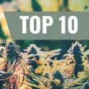 Unsere Top 10 der Besten Feminisierten Sorten für den Anbau 