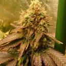 Sortenrezension: ICE