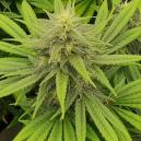 Sortenrezension: Pineapple Chunk