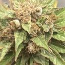 Sortenrezension: Durban Poison