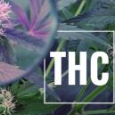 Anbautipp: THC Wert mit UV Licht steigern