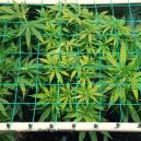 Hoch effizienter Anbau mit Aeroponik