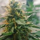 Sortenrezension: Mazar