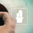 Aufzucht von Kakteen aus Samen & Ablegern