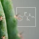 Wie man den Alkaloidgehalt in Kakteen erhöht