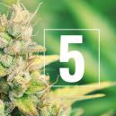 5 Mythen über den Hanfanbau - Zerstört