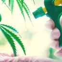 Blattdüngung: Mythos oder Wunder?