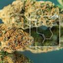 Terpenschub: Wie man richtig heftig müffelndes Marihuana aufzieht