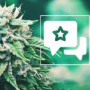 Sortenbewertung: Agent Orange