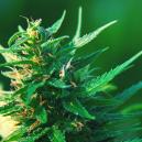 Sortenbewertung: Girl Scout Cookies