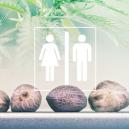 Kannst Du Sagen Welches Geschlecht Hanfsamen Haben?