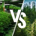 Anbau Im Grow Room Im Vergleich Zu Im Freien: Die Vor- Und Nachteile