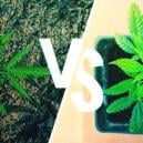 Hanfanbau Im Freien: Töpfe Im Vergleich Zu Boden