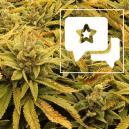 Sortenrezension: BUBBA'S GIFT