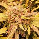 Sortenrezension: Liberty Haze