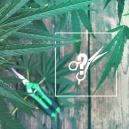 Anbautipp: Wie Man Hanfpflanzen Beschneidet