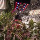 7 Einfache Tipps Wie Man Besseres Weed Aufzieht