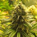 Sortenrezension: Super Critical