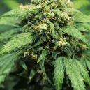 Sortenrezension: Royal Dwarf