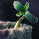 Anbautipp: Das Lichtspektrum Verstehen