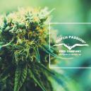 Dutch Passion kennenlernen: Ein Blick auf ihre beliebtesten Cannabissorten 