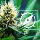 Die Ursprünge Von OG Kush & Die Top 3 Der OG-Kush-Sorten