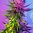 Macht Cannabis Dich kreativer?