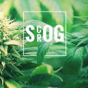 Was ist das Richtige für Dich? ScrOG im Vergleich zu SOG