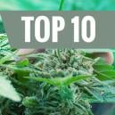 Die Top 10 Der Häufigsten Anbaufehler