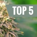 Die Top 5 Der Besten Indicas Für 2018