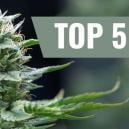 Die Top 5 Der Besten Sativas Für 2018