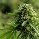 Die Top 5 Der Besten CBD-Sorten Für 2016