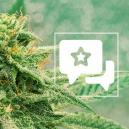 Sortenrezension: Blue Dream