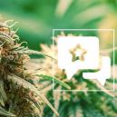 Sortenrezension: Master Kush 