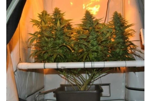 Amnesia Haze (Royal Queen Seeds) feminized