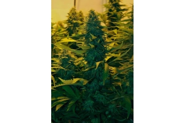 Amnesia Haze (Royal Queen Seeds) feminized