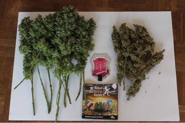 Amnesia Haze (Royal Queen Seeds) feminized