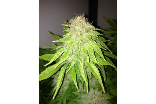 White Widow (Royal Queen Seeds) feminized