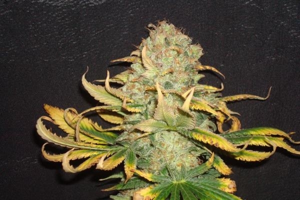 Ice (Royal Queen Seeds) feminized