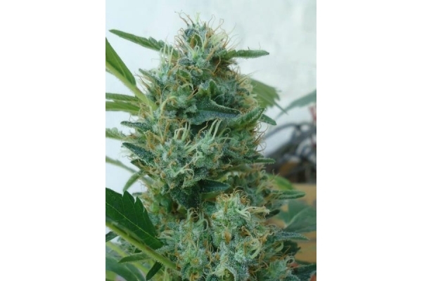 Fruit Spirit (Royal Queen Seeds) feminisiert Fruit Spirit (Royal Queen Seeds) feminisiert