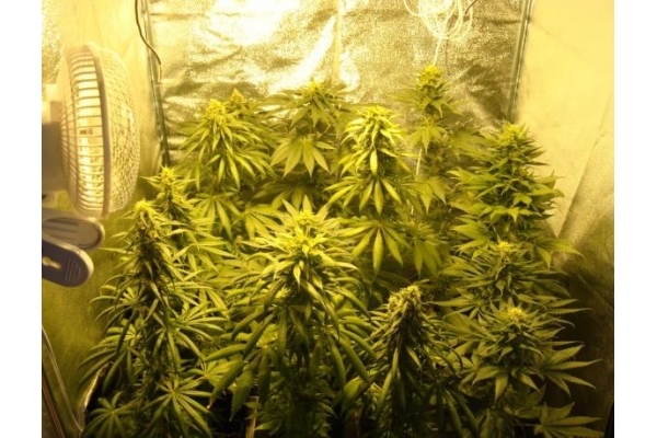 Fruit Spirit (Royal Queen Seeds) feminisiert