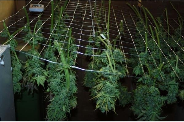 Fruit Spirit (Royal Queen Seeds) feminisiert