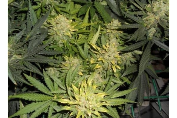 Power Flower (Royal Queen Seeds) feminized