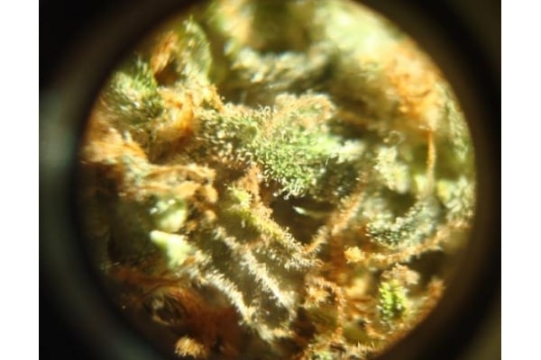 Power Flower (Royal Queen Seeds) feminized