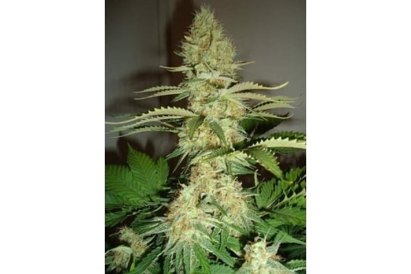 Shining Silver Haze (Royal Queen Seeds) feminized