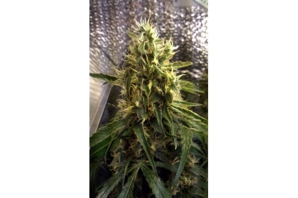 Shining Silver Haze, Shining Silver Haze Archive Puff Stuff - This strain boasts high 21% thc levels.