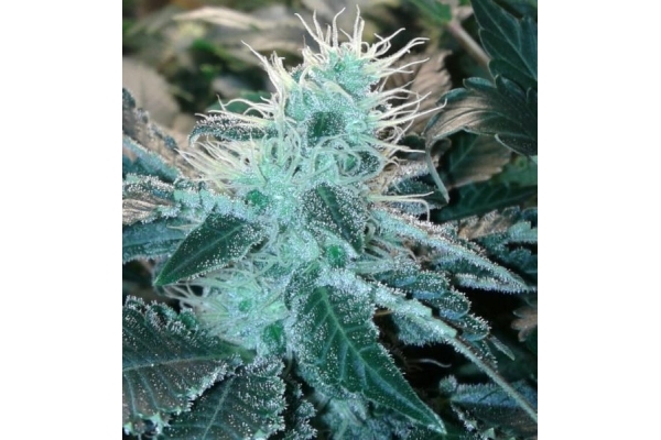 Blue Mystic (Royal Queen Seeds) feminized Blue Mystic (Royal Queen Seeds) feminized