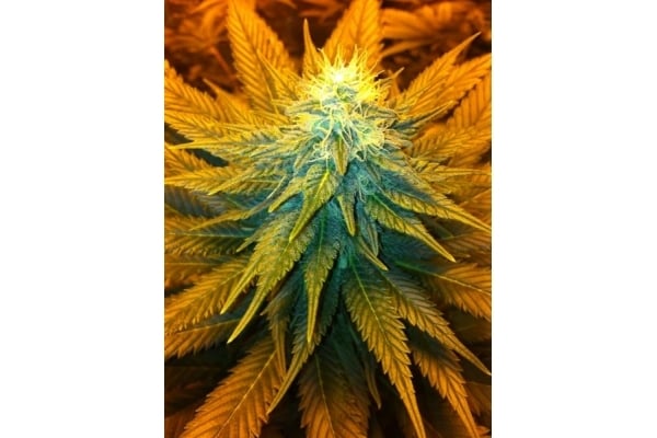 Blue Mystic (Royal Queen Seeds) feminized